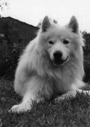 Onze eerste samojeed