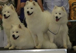 Onze eerste samojeed