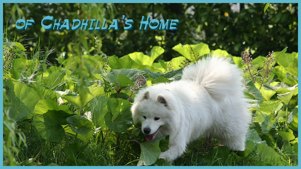 Welcome @ Samoyeds of Chadhilla's Home